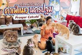 Prosper Catcafe'
